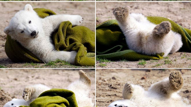 Germany Polar Bear Knut